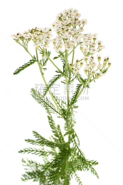 西洋蓍草,白色,垂直画幅,无人,健康保健,野生植物,仅一朵花,野花,草药,草本