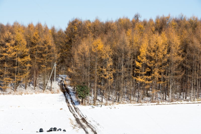 雪,田地,落叶松,森林,自然,天空,留白,水平画幅,秋天,无人