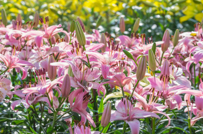 百合花,粉色,田地,早晨,尤脑香科树,自然,水平画幅,无人,夏天,特写
