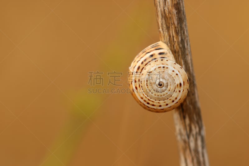 美,贺卡,留白,水平画幅,套色版,缓慢的,法式食品,时间,特写,爬行纲