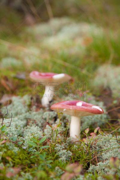 毒红菇,垂直画幅,植物菌根,巨大的,蘑菇,森林,户外,摄影,采摘,收集