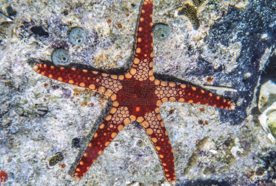 red tipped sea star,海星,项链,红海星,帕劳,密克罗尼西亚,水平画幅,无人,水下,动物