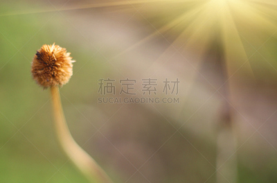 背景聚焦,园林,绿色,洋葱,春天,干的,花序,博瑞竹,脑干,肉碎