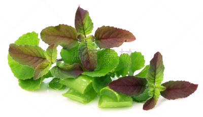草药,拉他河,龙舌兰仙人掌,高凉菜属,龙舌兰属植物,芦荟,水平画幅,无人,荆棘,果汁