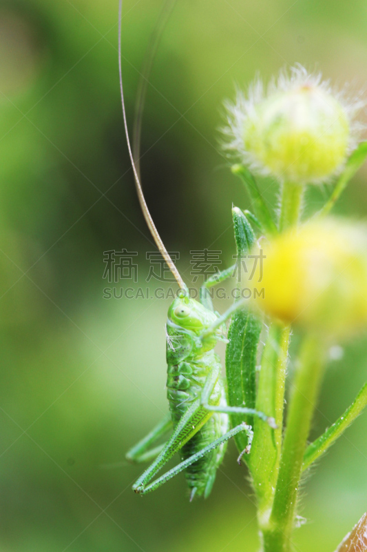 蚱蜢,垂直画幅,温带的花,伪饰,显微图片,野外动物,夏天,草,特写,仅一朵花