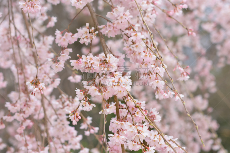 垂枝樱花,奈良市,奈良县,美,水平画幅,樱花,无人,特写,开花时间间隔,白色