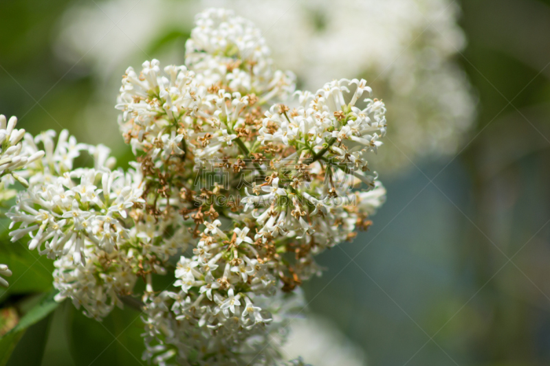 哥廷根,丁香花,花朵,德国,水平画幅,无人,户外,特写,仅一朵花,白色