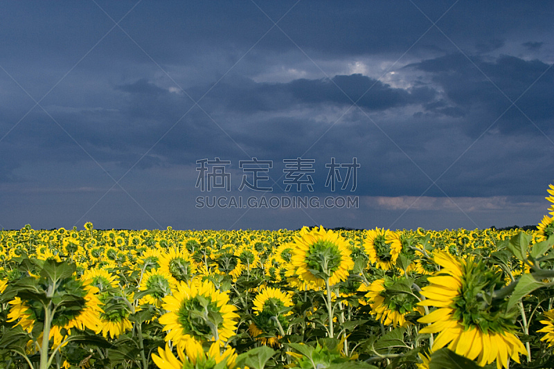 向日葵,农业,云,图像,雷雨,雨,夏天,天空,水平画幅