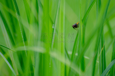 两翼昆虫,刀刃草,天空,留白,水平画幅,枝繁叶茂,马尼托巴湖,无人,动物身体部位,草坪
