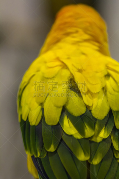 鹦鹉,肩,垂直画幅,无人,鸟类,绿翅金刚鹦鹉,不看镜头,工作室,明亮,金刚鹦鹉