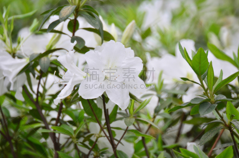 自然美,杜鹃花属,仅一朵花,白色,自然,水平画幅,彩色图片,无人,蓝色,焦点