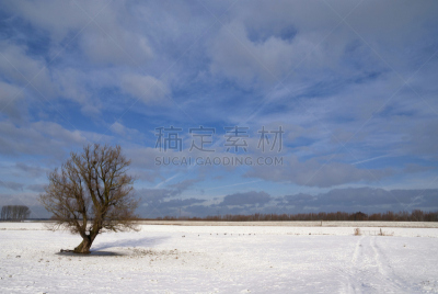 雪,白色,荷兰,水平画幅,斯韦伦丹,无人,北布拉班特,独处,树,摄影