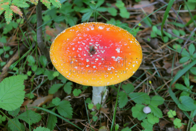 草,特写,蘑菇,伞形毒菌,毒蘑菇,自然,水平画幅,秋天,无人,有毒生物体