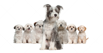 狗,有须柯利牧羊犬,动物群,哈叭狗,马耳他群岛,正面视角,机敏,水平画幅,注视镜头,无人