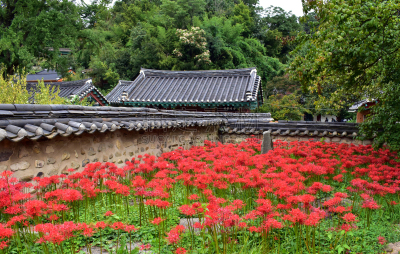 红蜘蛛百合,朝鲜半岛,乡村,房屋,水平画幅,无人,九月,传统,户外,草