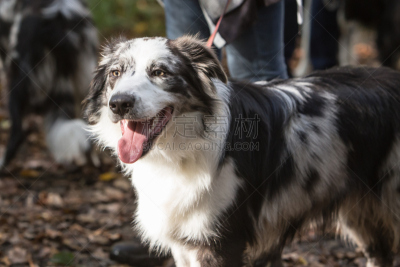 比利时,边境牧羊犬,树林,可爱的,纯种犬,运动,牧羊犬,受过训练的狗,狗,哺乳纲