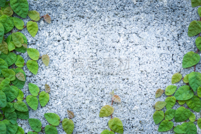 无花果,水平画幅,枝繁叶茂,户外,草,常春藤,植物,无花果树,爬行无花果