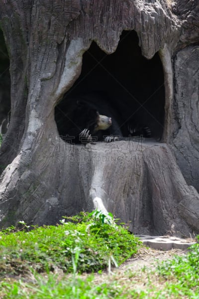 印度长毛熊,蜜熊,垂直画幅,美,野生动物,小睡,野外动物,熊,小树林,哺乳纲