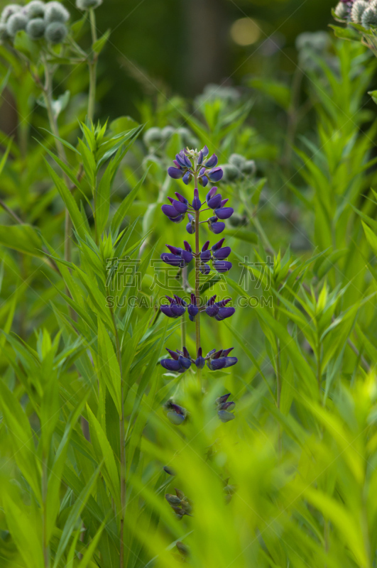 Purple Garden Lupin (Lupinus polyphyllus)