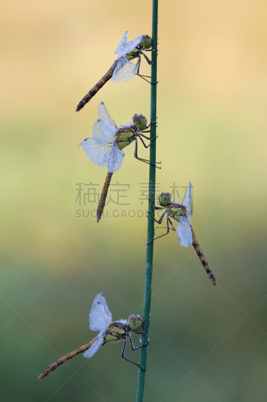 四只动物,垂直画幅,条斑赤蜻,侧面视角,蜻蜓,无人,动物,露水,早晨,昆虫