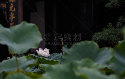 花蕾,荷花,唐朝,水平画幅,无人,2015年,夏天,高雅,背景,图像