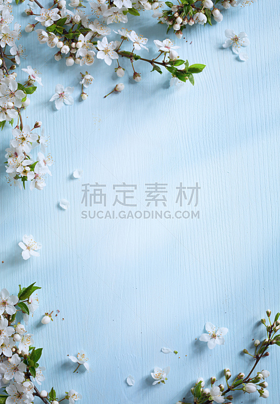 五月花 五月花图片 五月花素材下载 稿定素材 五月花 五月花图片 五月花素材下载 稿定素材