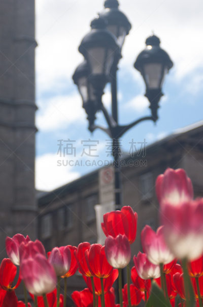 郁金香,白色,太阳,红色,粉色,垂直画幅,选择对焦,美,公园