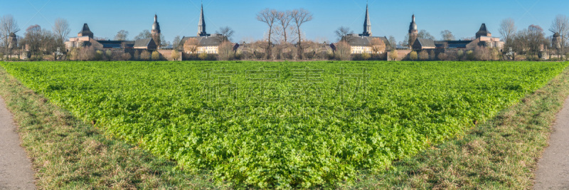 田地,冬天,都市风景,阿格拉,平衡折角灯,胡萝卜,水平画幅,素食,菊苣,生食