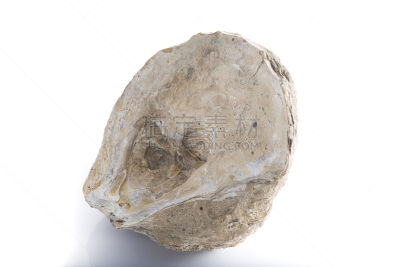 化石,远古的,牡蛎,艺术,水平画幅,地质学,符号,古老的,时间,地质学家
