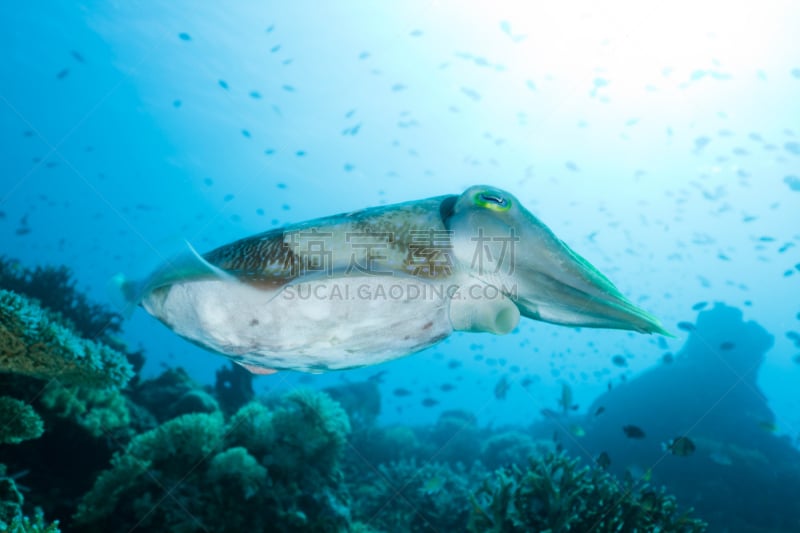 西参巴瓦岛,墨鱼,印度尼西亚,轻的,岛,法老,莫约,indopacific ocean,自然,低视角