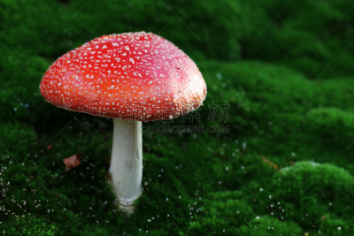 毒蘑菇,毒蝇菇,伞形毒菌,自然,式样,水平画幅,秋天,无人,有毒生物体,苔藓