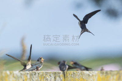谷仓,燕子,自然,野生动物,水平画幅,鸟类,夏天,特写,饥饿的,北美歌雀
