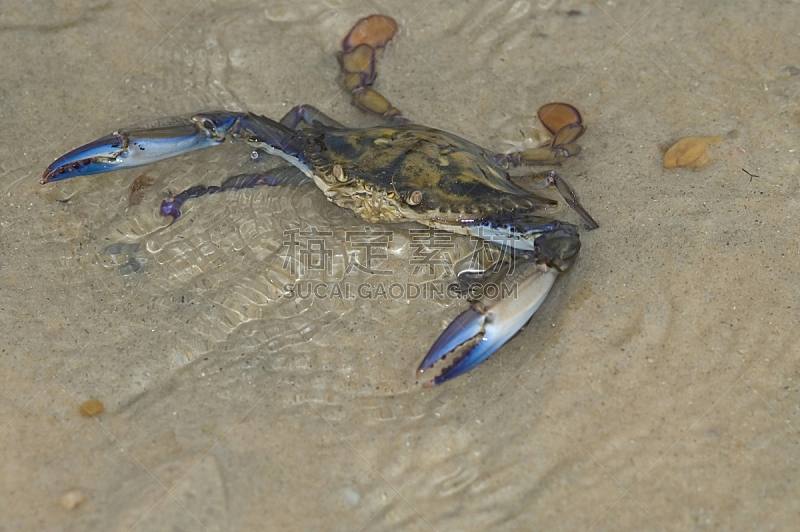 螃蟹,海滩,邓杰内斯蟹,生物学家,自然,褐色,水平画幅,膳食,海产,科学
