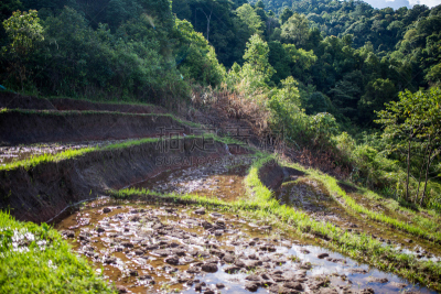 稻,梯田,巴拿威,沙坝,水稻梯田,水平画幅,山,无人,泰国,稻田