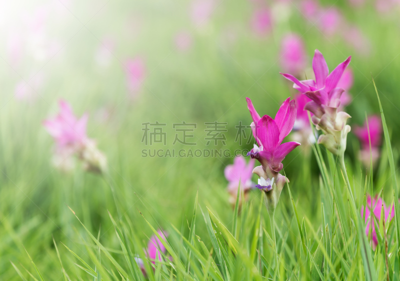 郁金香,田地,暹罗猫,公园,水平画幅,无人,尤脑香科树,泰国,植物,灌木