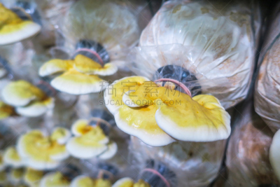 灵芝,蘑菇,农场,褐色,水平画幅,无人,巨大的,特写,泰国,真菌