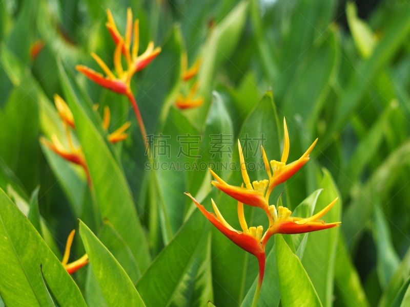 parrot's beak海里康属植物,海里康属,水平画幅,无人,特写,植物,热带气候,植物学,园艺,园林