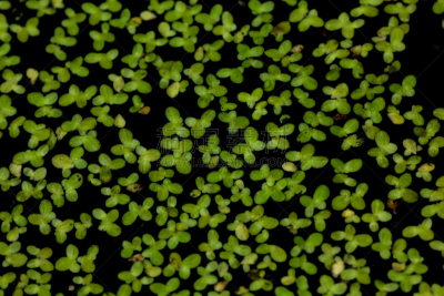 浮萍,水生植物,水,美,边框,水平画幅,无人,湿,夏天,沼泽