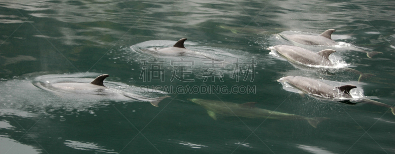 海豚,不确定,水,野生动物,水平画幅,无人,全景,野外动物,海洋生命,户外