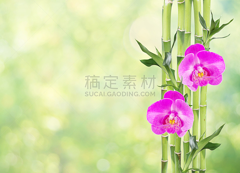 富贵竹 兰花 两个物体 自然 绿色背景 蝴蝶兰 天门冬科 风水 室内植物 晚樱科图片素材下载 稿定素材 富贵竹 兰花 两个物体 自然 绿色背景 蝴蝶兰 天门冬科 风水 室内植物 晚樱科图片素材下载 稿定素材