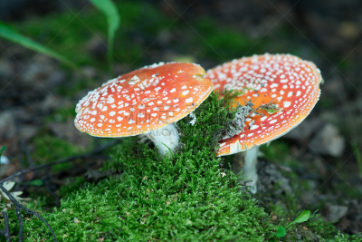 自然,有毒生物体,蘑菇,毒蝇菇,鹅膏菌,水平画幅,秋天,无人,斑点,夏天