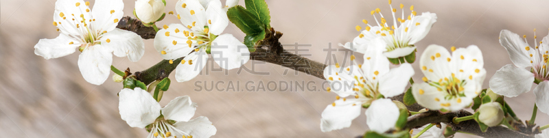 樱桃,枝,Creeping Bluet,跳板,发夹子,饰品花,梅花,蓟,粉色背景,花