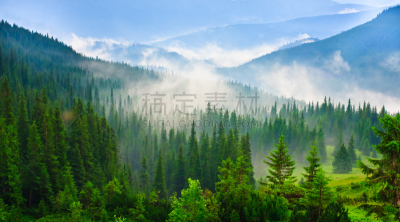 自然美,地形,山,山脊,松木,云,草,色彩鲜艳,云杉,夏天