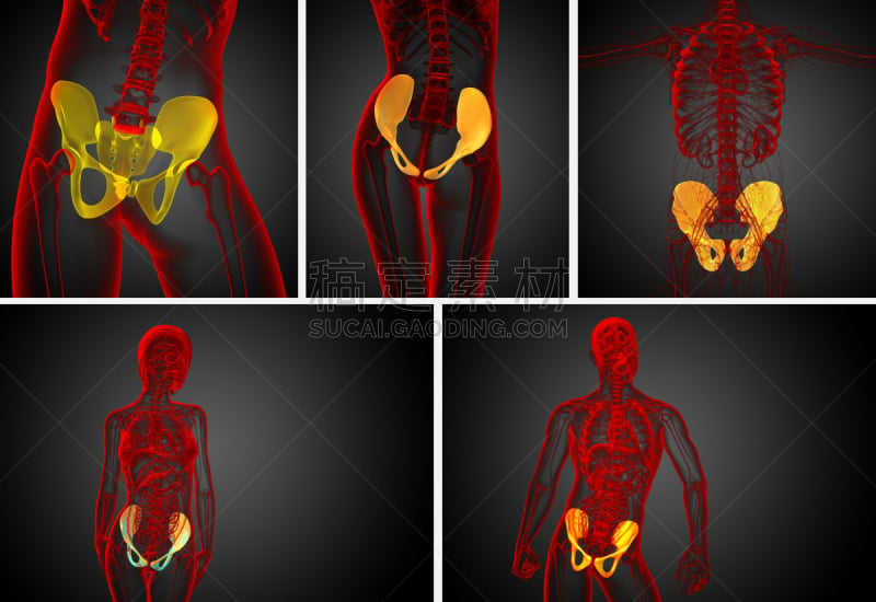 骨盆,健康保健,三维图形,骨骼,绘画插图,股骨,软骨,人体子宫,人类骨架,水平画幅