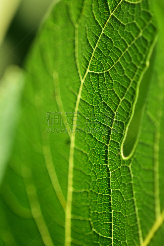 叶脉,黄色,无花果叶,特写,垂直画幅,选择对焦,留白,式样,无人,色彩鲜艳