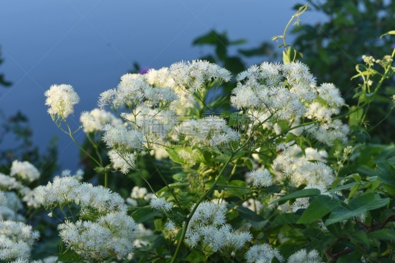 高大的,唐松草,无人,自然,图像,夏天,水平画幅,大特写,特写,美国