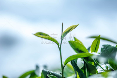 茶叶,绿色,阿萨姆,锡金,大吉岭,慕那尔,里山,水平画幅,山,马来西亚