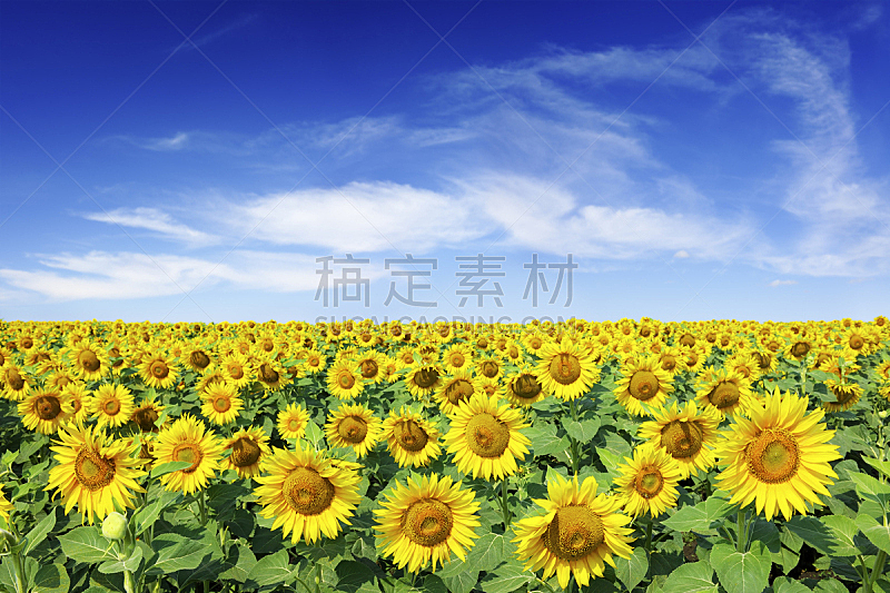 向日葵,田地,天空,蓝色,在下面,日光,水平画幅,云,非都市风光,花