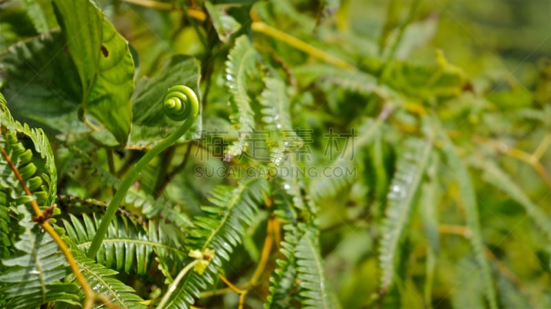 卷须,luquillo,el yunque rainforest,波多黎各,树冠,国内著名景点,螺线,热带气候,环境,著名景点