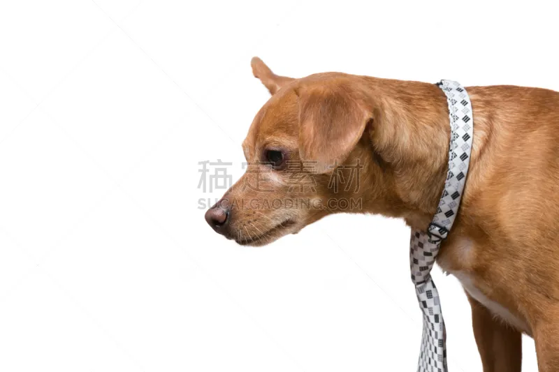 商务 狗 金融 概念 斜眼看 留白 领带 褐色 白色背景 乌克兰图片素材下载 稿定素材